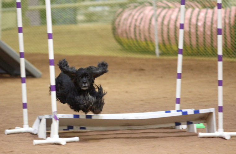 Dog Agility